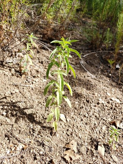 Monarda humilis, photographed by Alex Abair