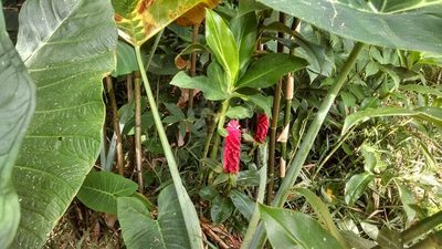 Costus comosus, photographed by Zoltán Stekkelpak