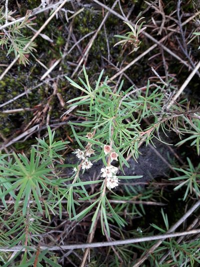 Kunzea linearis, photographed by naturewatchwidow