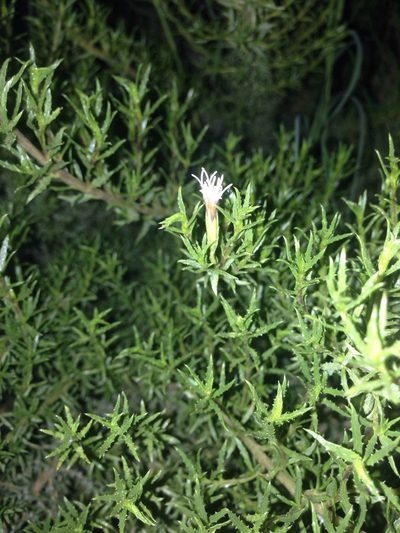 Brickellia spinulosa, photographed by Oscar C. González Martínez