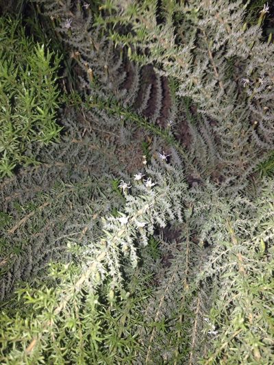 Brickellia spinulosa, photographed by Oscar C. González Martínez
