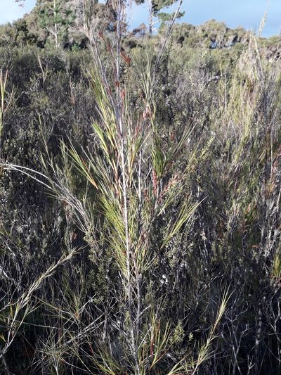 Dracophyllum lessonianum, photographed by naturewatchwidow