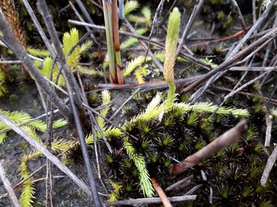 Brownseya serpentina, photographed by naturewatchwidow
