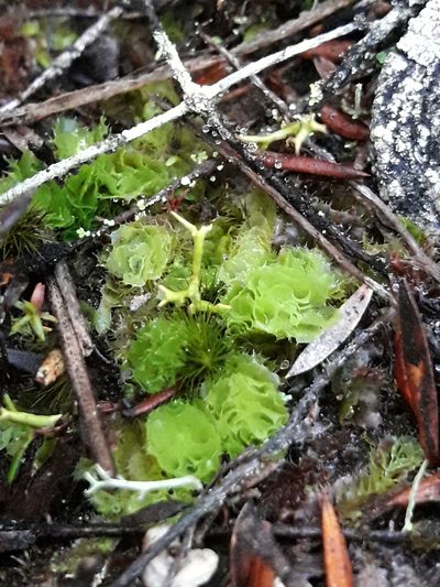 Goebelobryum unguiculatum, photographed by naturewatchwidow