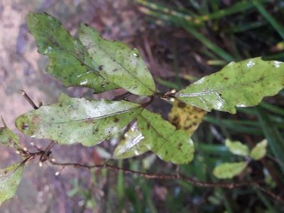 Alseuosmia banksii, photographed by naturewatchwidow