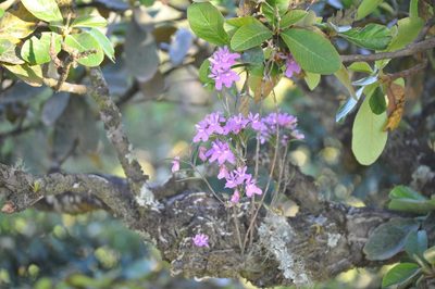 Epidendrum centropetalum, photographed by Zoltán Stekkelpak