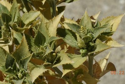 Stillingia spinulosa, photographed by Diana