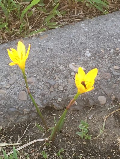 Zephyranthes citrina, photographed by aarondamon