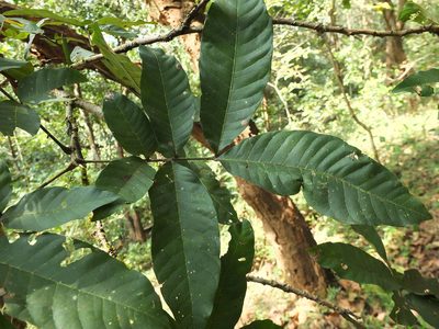 Schleichera oleosa, photographed by Siddarth Machado