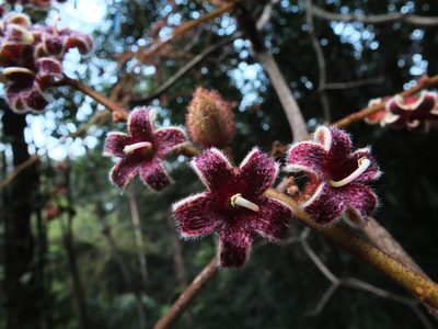 Sterculia guttata, photographed by Siddarth Machado
