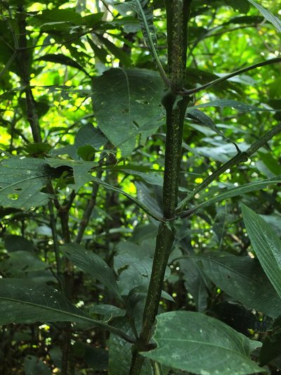 Strobilanthes barbata, photographed by Siddarth Machado