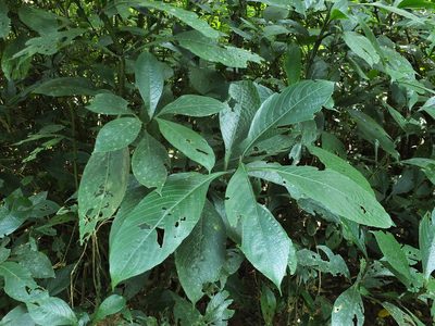 Strobilanthes barbata, photographed by Siddarth Machado