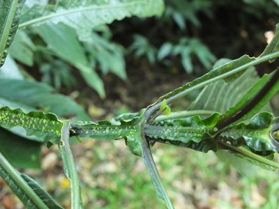 Strobilanthes barbata, photographed by Siddarth Machado