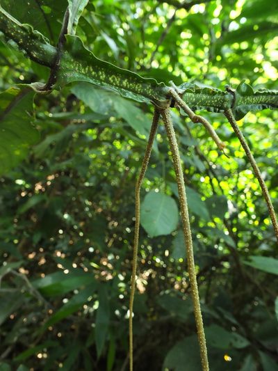 Strobilanthes barbata, photographed by Siddarth Machado