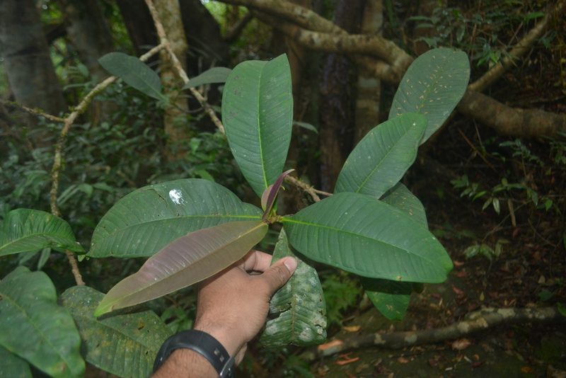 Syzygium montanum, photographed by Siddarth Machado