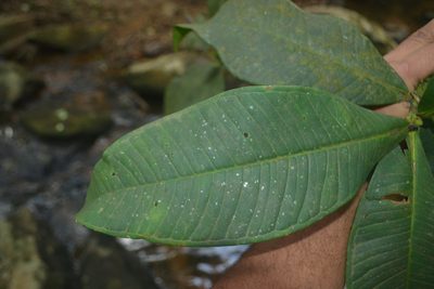 Syzygium montanum, photographed by Siddarth Machado