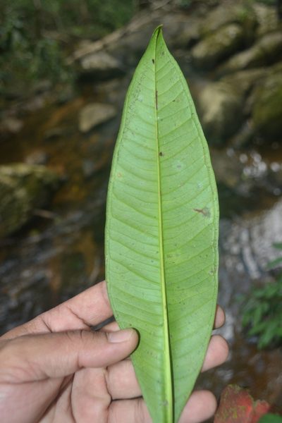 Syzygium montanum, photographed by Siddarth Machado
