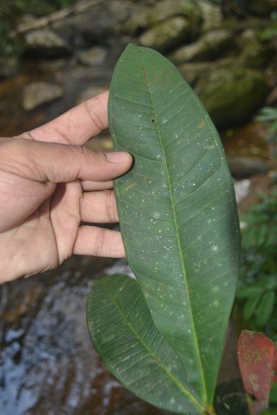 Syzygium montanum, photographed by Siddarth Machado