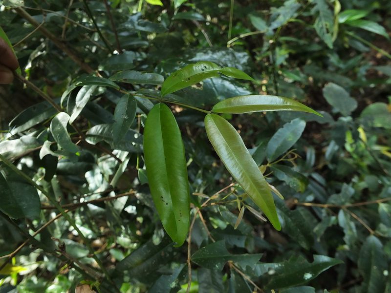 Syzygium rubicundum, photographed by Siddarth Machado