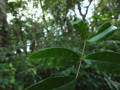 Syzygium rubicundum, photographed by Siddarth Machado