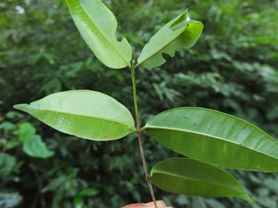 Syzygium rubicundum, photographed by Siddarth Machado