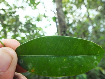 Syzygium rubicundum, photographed by Siddarth Machado