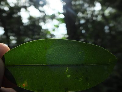 Syzygium rubicundum, photographed by Siddarth Machado