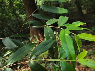 Syzygium rubicundum, photographed by Siddarth Machado