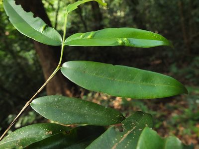 Syzygium rubicundum, photographed by Siddarth Machado
