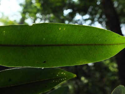 Syzygium rubicundum, photographed by Siddarth Machado