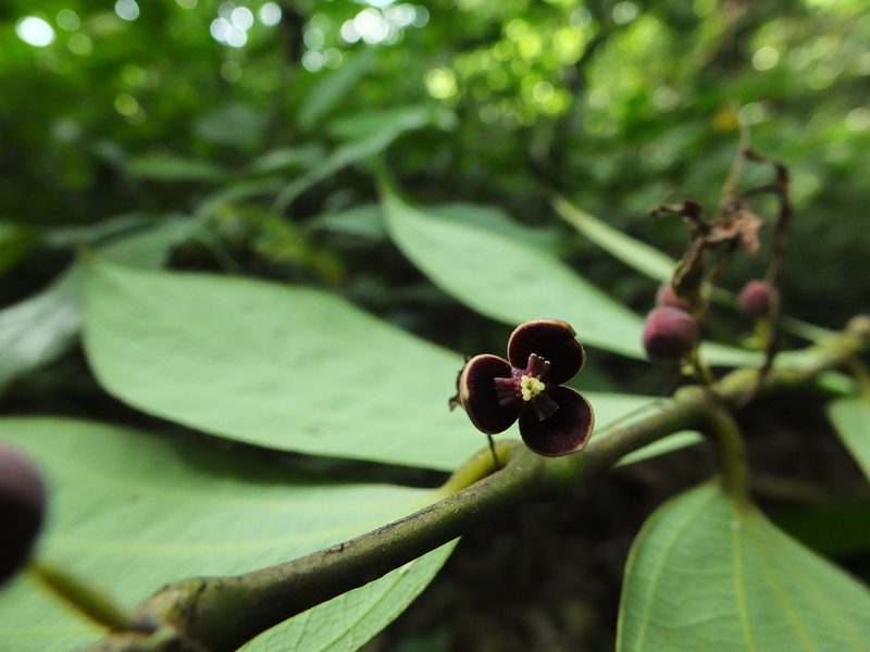 Thottea siliquosa, photographed by Siddarth Machado