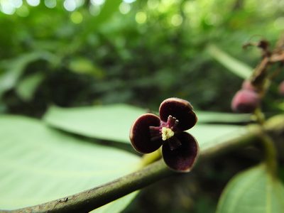 Thottea siliquosa, photographed by Siddarth Machado