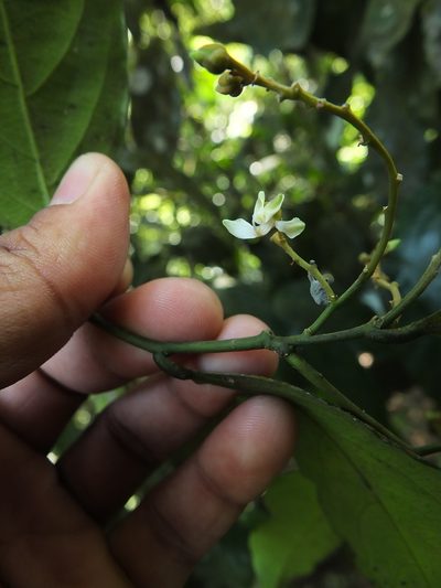 Xanthophyllum flavescens, photographed by Siddarth Machado