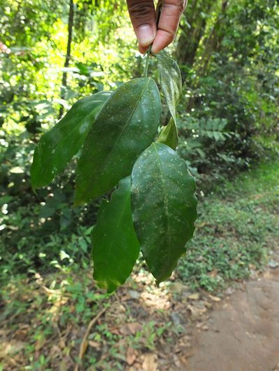 Xanthophyllum flavescens, photographed by Siddarth Machado
