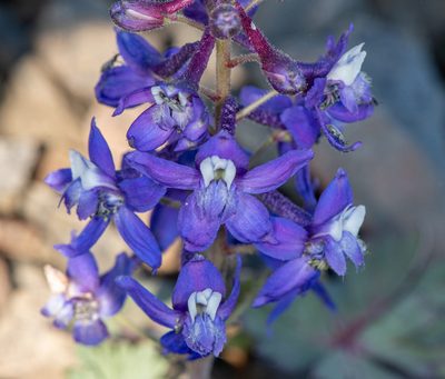 Delphinium antoninum, photographed by Don Loarie