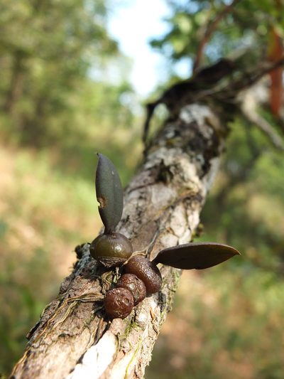 Bulbophyllum stocksii, photographed by Siddarth Machado