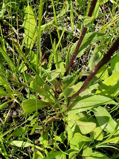 Senecio hydrophiloides, photographed by Ellen Watrous