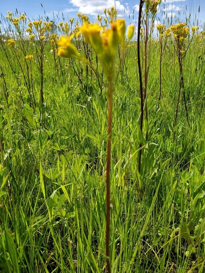 Senecio hydrophiloides, photographed by Ellen Watrous