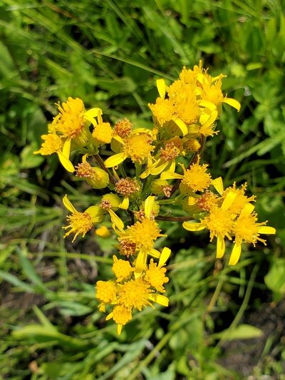 Senecio hydrophiloides, photographed by Ellen Watrous
