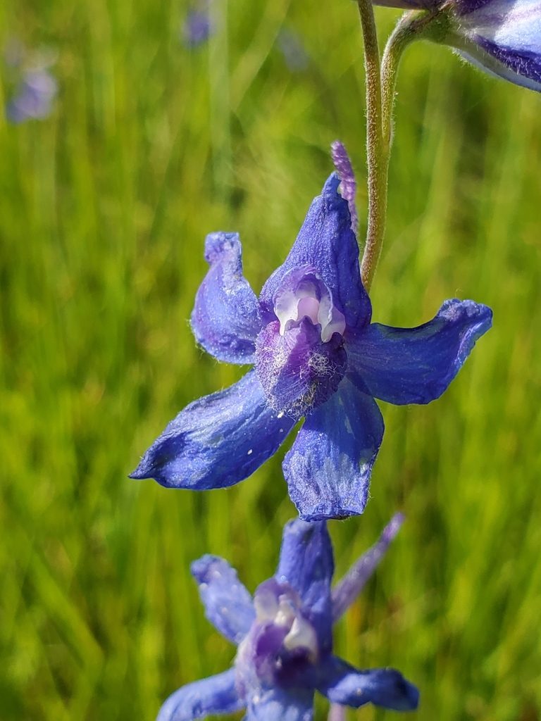 Delphinium depauperatum, photographed by Ellen Watrous