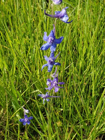 Delphinium depauperatum, photographed by Ellen Watrous