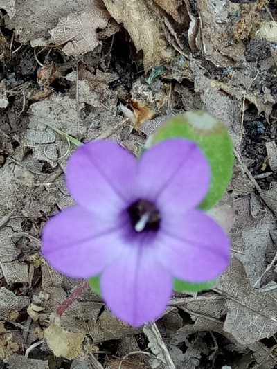 Campanula dichotoma, photographed by Karim Haddad