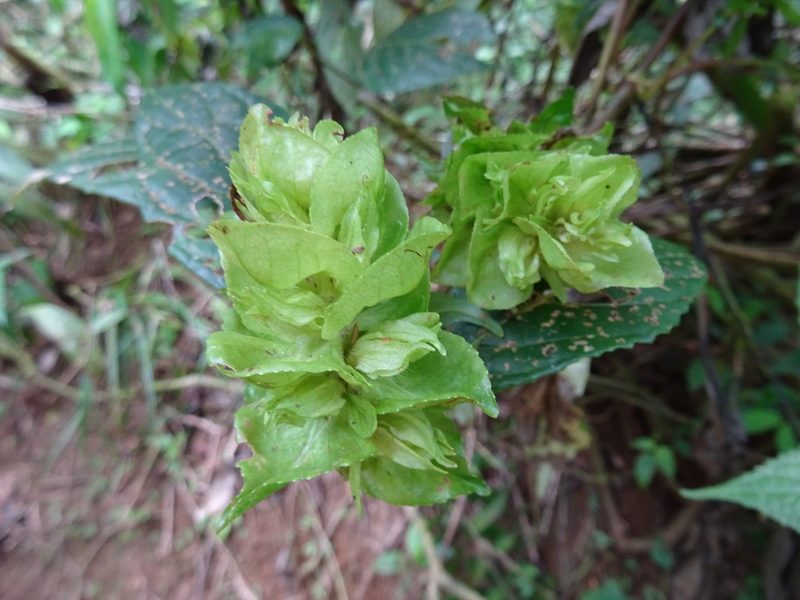 Strobilanthes hookeri, photographed by Eugene Popov