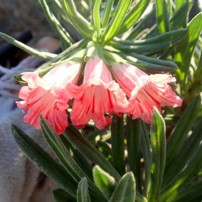 Lobostemon belliformis, photographed by Di Turner