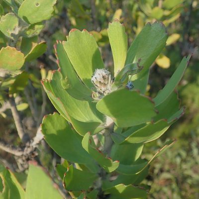 Leucospermum praecox, photographed by Di Turner