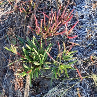 Carpobrotus muirii, photographed by Di Turner