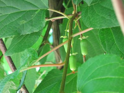 Actinidia kolomikta, photographed by Repina Tatyana