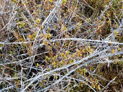 Coprosma crenulata, photographed by Brett Sandford