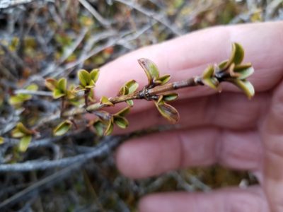 Coprosma crenulata, photographed by Brett Sandford