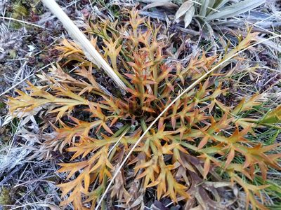 Aciphylla hookeri, photographed by Brett Sandford
